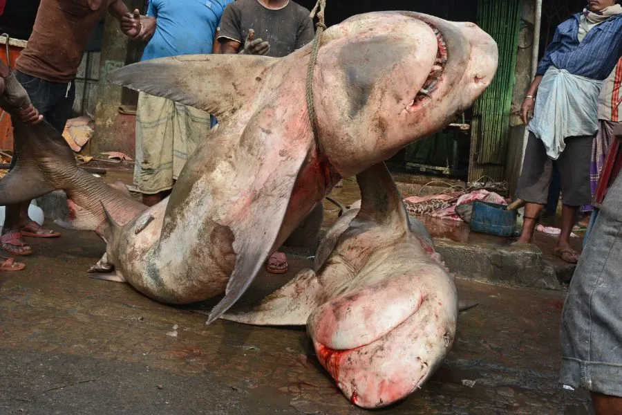 sharks hanging from their necks after being caught